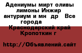 Адениумы,мирт,оливы,лимоны,Инжир, антуриум и мн .др - Все города  »    . Краснодарский край,Кропоткин г.